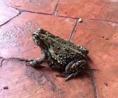 Incilius bocourti