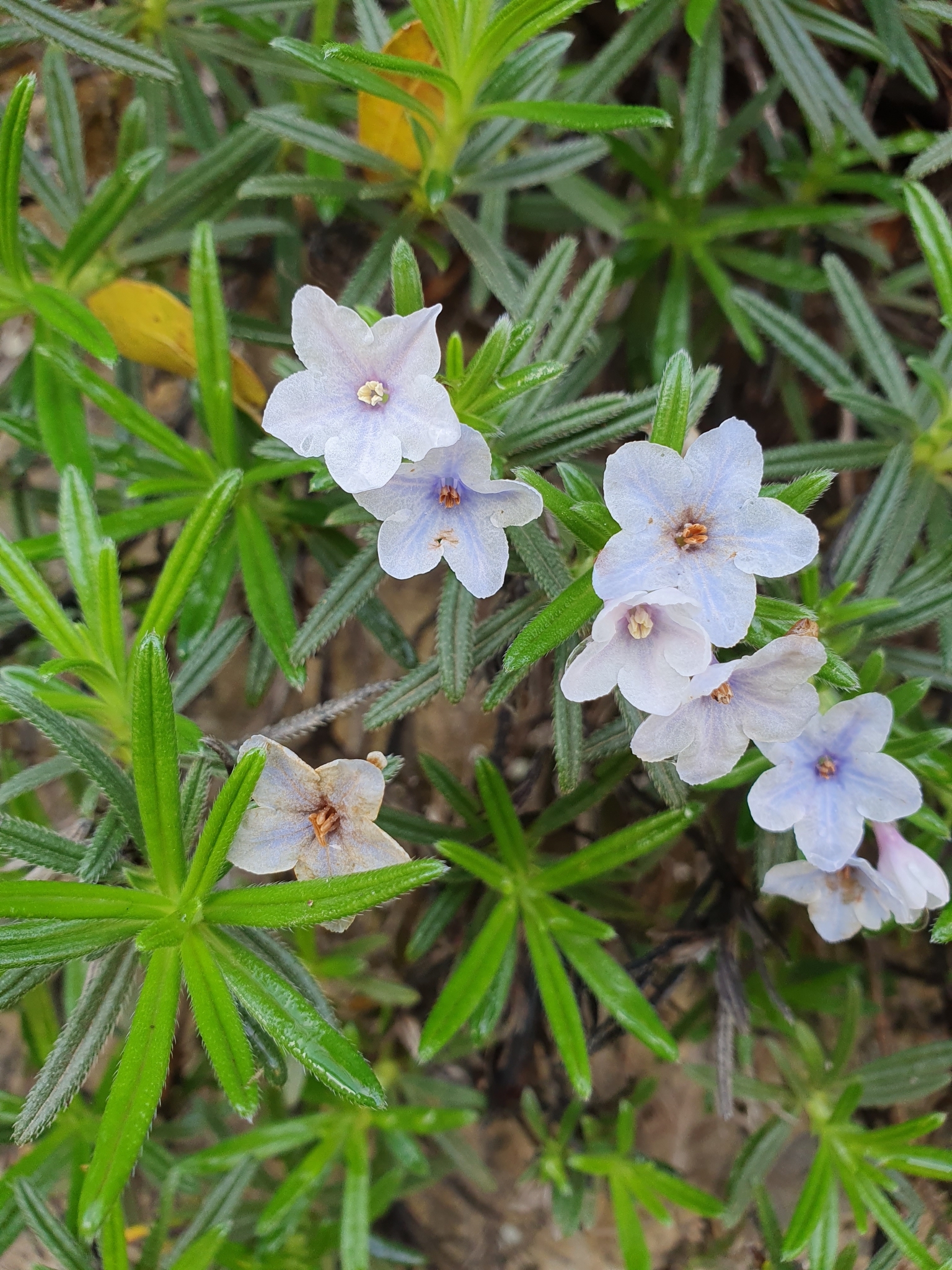 Greek Gromwell (Lithodora zahnii)