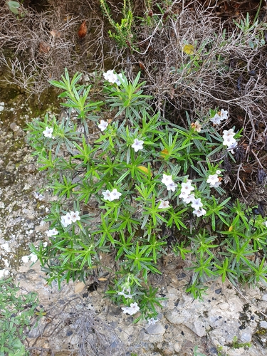Lithodora zahnii, photograph 2