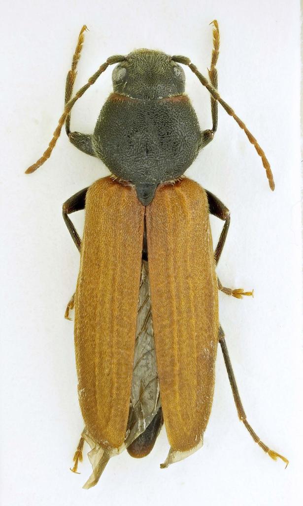 Asemum tenuicorne