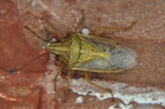 Oebalus mexicanus