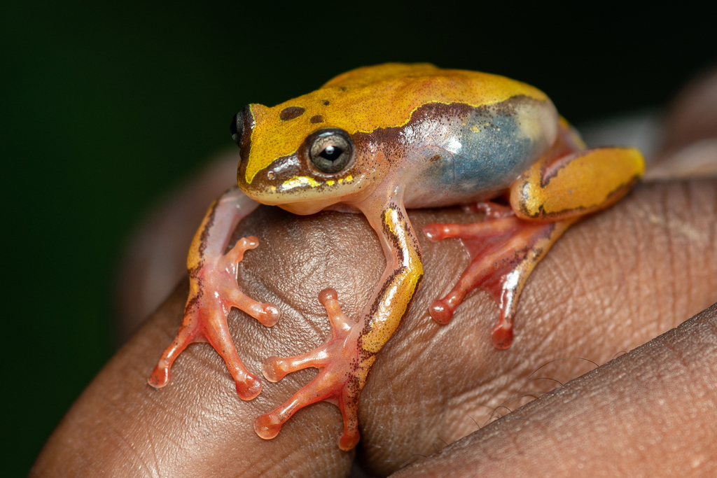 Ahl's Reed Frog