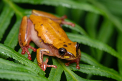 Ahl's Reed Frog photo 2