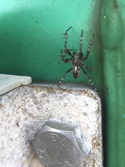 Araneus nordmanni