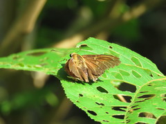 Hesperiidae