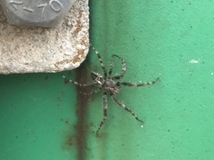 Araneus nordmanni