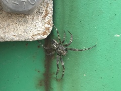 Araneus nordmanni