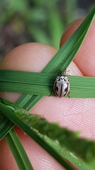 Mulsantina hudsonica