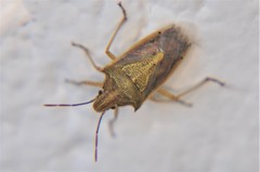 Oebalus mexicanus