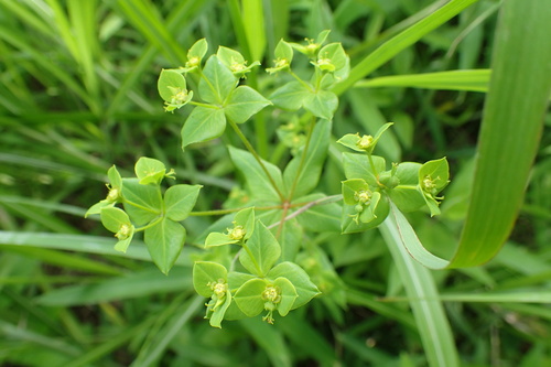 Euphorbia lasiocaula iNat (2)