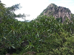 Ficus crocata