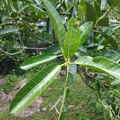 Ficus crocata