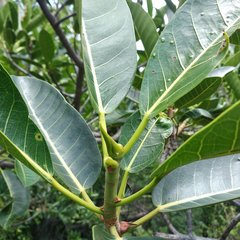 Ficus crocata