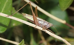 Conocephalus albescens