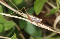 Conocephalus albescens