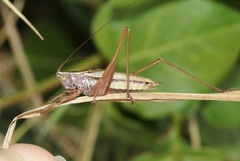 Conocephalus albescens