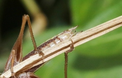 Conocephalus albescens