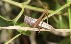 Conocephalus albescens