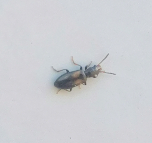 Sphaeriestes bimaculatus