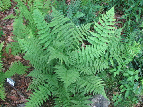 Dryopteris X dowellii