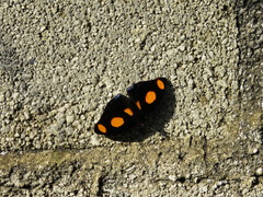 Catonephele numilia esite