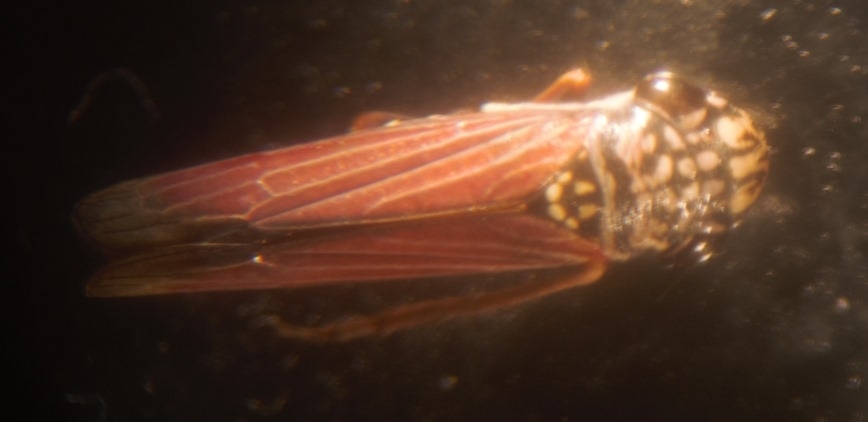 Tapajosa ocellata