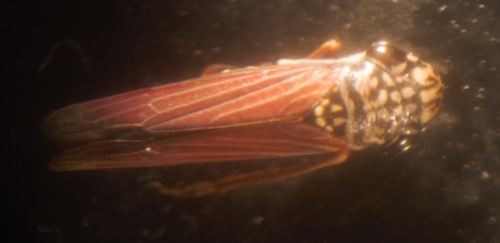 Tapajosa ocellata