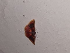 Chrysocraspeda sanguinea