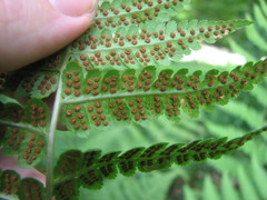 Dryopteris × dowellii