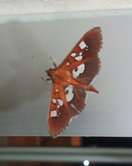 Phostria oajacalis