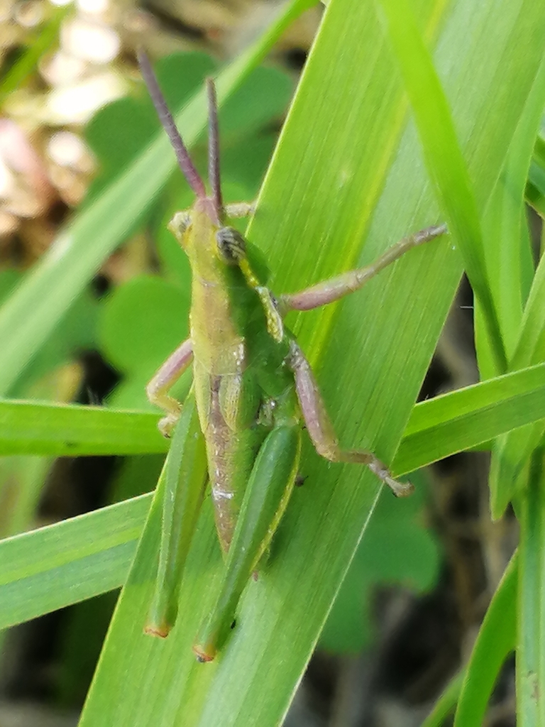 Plerisca rubripennulis