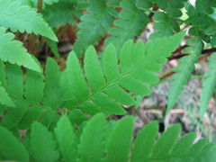 Dryopteris × dowellii