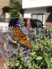 Argynnis hyperbius