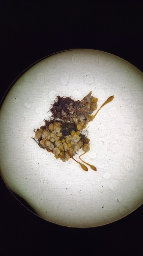 Tayloria hornschuchii