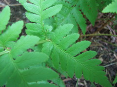 Dryopteris × dowellii