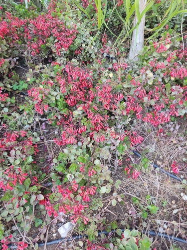 Kalanchoe manginii (Kalanchoe manginii)