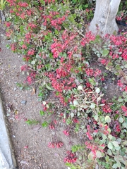 Kalanchoe manginii, photograph Татьяна Максимова, CC BY, iNaturalist via GBIF