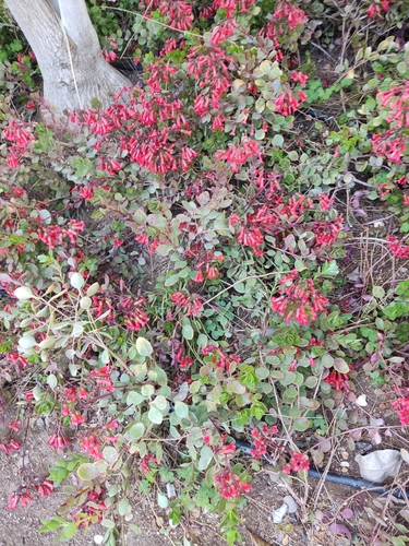 Image of Kalanchoe manginii by (c) Татьяна Максимова, some rights reserved (CC BY)