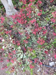 Kalanchoe manginii, photograph Татьяна Максимова, CC BY, iNaturalist via GBIF