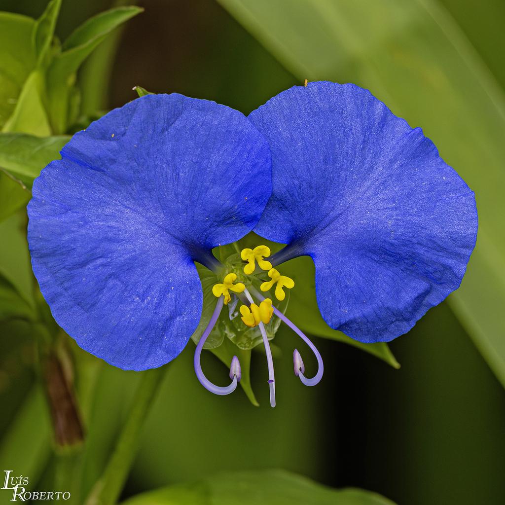 Commelina erecta — a medium houseplant, prefers full sun light