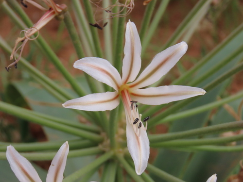 Image of Nerine laticoma by no rights reserved
