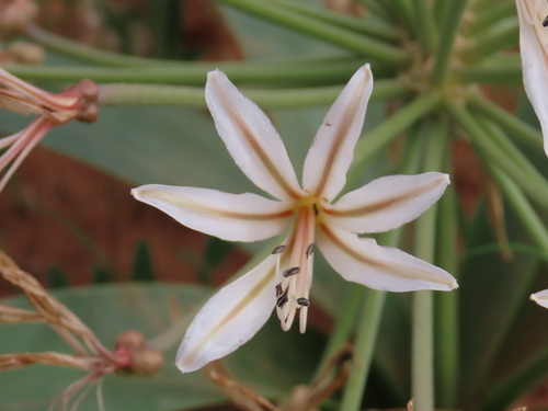 Vlei Nerine (Nerine laticoma)