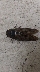 Graptopsaltria nigrofuscata