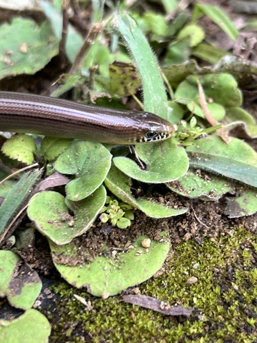 Fragile Worm Lizard, Ophiodes fragilis
