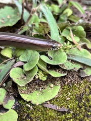 Yacupoi Worm Lizard