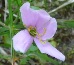 Sabatia angularis