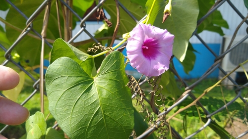 Image of Ipomoea littoralis by no rights reserved
