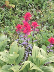 Castilleja rhexiifolia
