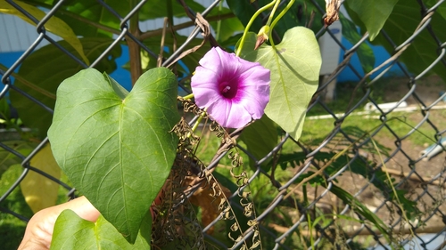 Image of Ipomoea littoralis by no rights reserved