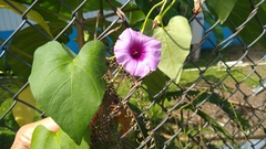 Ipomoea littoralis